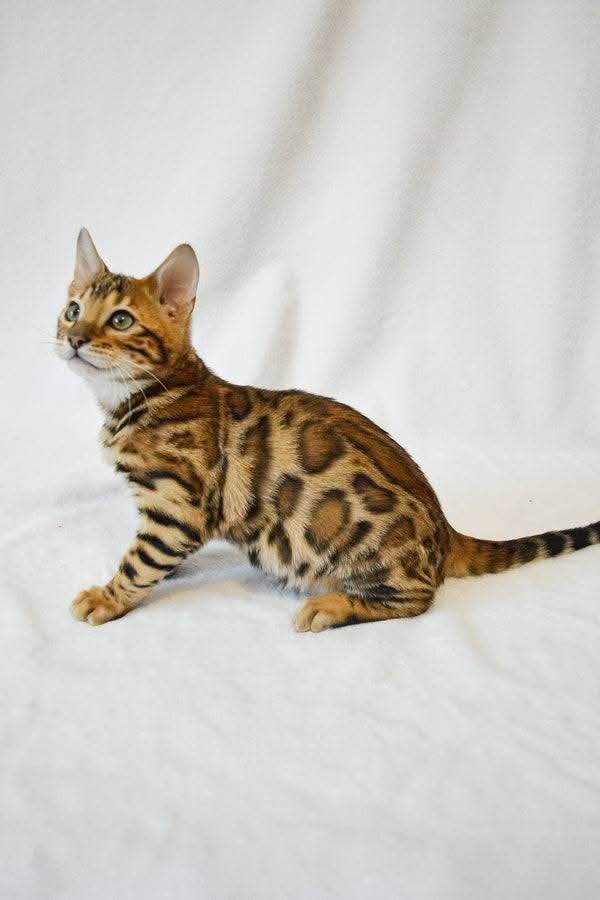 Bengal